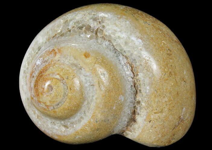 Polished Fossil Gastropod - Madagascar #101123